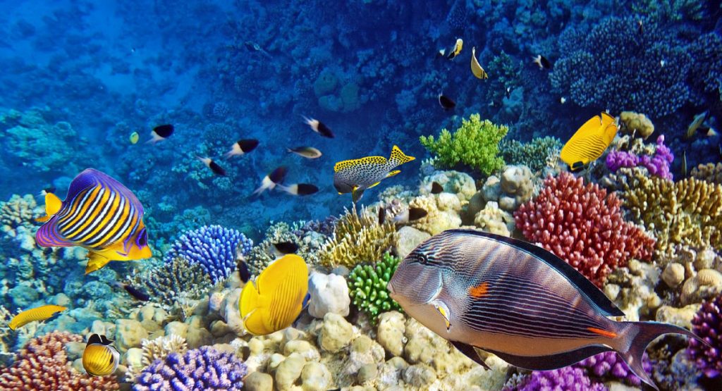 Best Fish You Should Buy At SaltwaterFish saltwaterfish